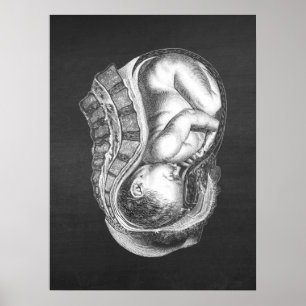 OBGYN Anatomy Art Decor nr. 3 Poster