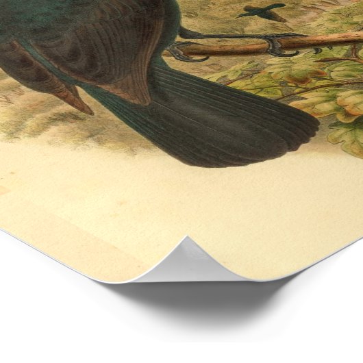 Obi Paradise Crow  Bird Print (Hoek)