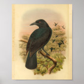 Obi Paradise Crow  Bird Print (Voorkant)