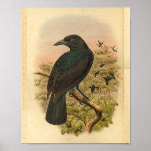 Obi Paradise Crow  Bird Print