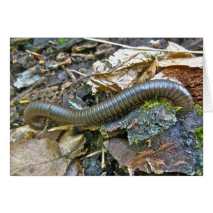 Objecten uit de Millipede-reeks