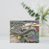 Objecten uit de Millipede-reeks Briefkaart (Staand voorkant)