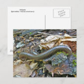 Objecten uit de Millipede-reeks Briefkaart (Voorkant / Achterkant)