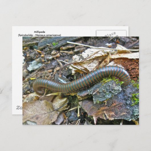 Objecten uit de Millipede-reeks Briefkaart (Voorkant / Achterkant)