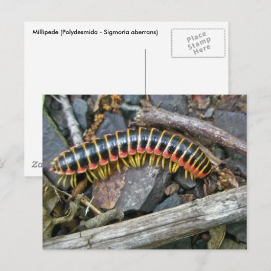 Objecten uit de Millipede-reeks Briefkaart (Voorkant / Achterkant)