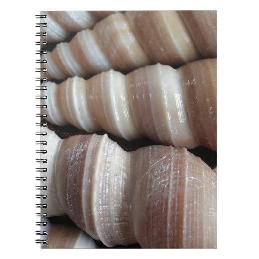 Oblong Summer Seashells, Summer Season Notitieboek (Voorkant)