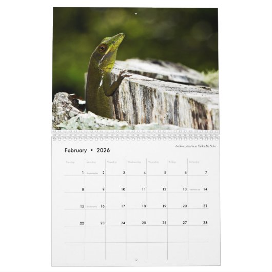 Obscure Anoles 2016 - An Anole Annals Production Kalender (Feb 2026)