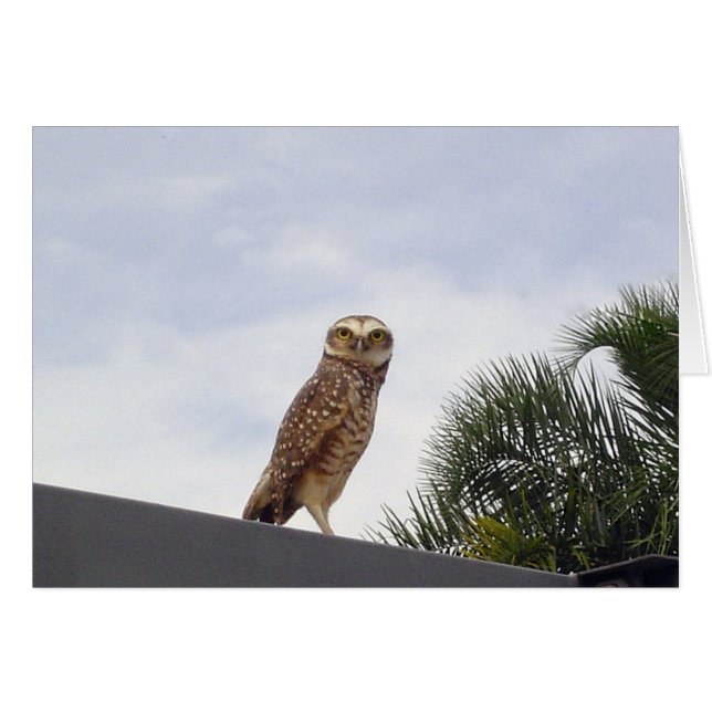 Observant Owl v2 (Voorkant Horizontaal)