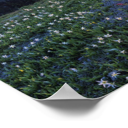 Obstruction Point Sunset, Olympic NP, WA, Verenigd Poster (Hoek)