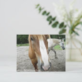 Ocala Florida Horse Boerderij Horses Briefkaart Fl (Staand voorkant)