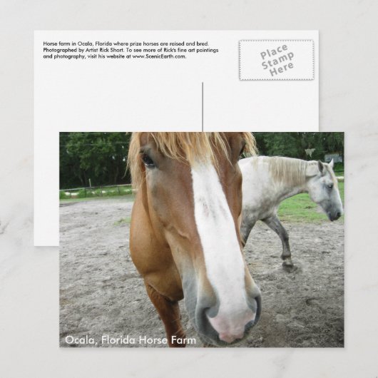Ocala Florida Horse Boerderij Horses Briefkaart Fl (Voorkant / Achterkant)