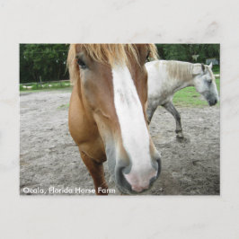 Ocala Florida Horse Boerderij Horses Briefkaart Fl