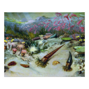 oceaan Marine Life - schelpen, vis, koraal Perfect Poster