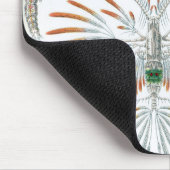 oceaandieren, Copepoda door Ernst Haeckel Muismat (Hoek)