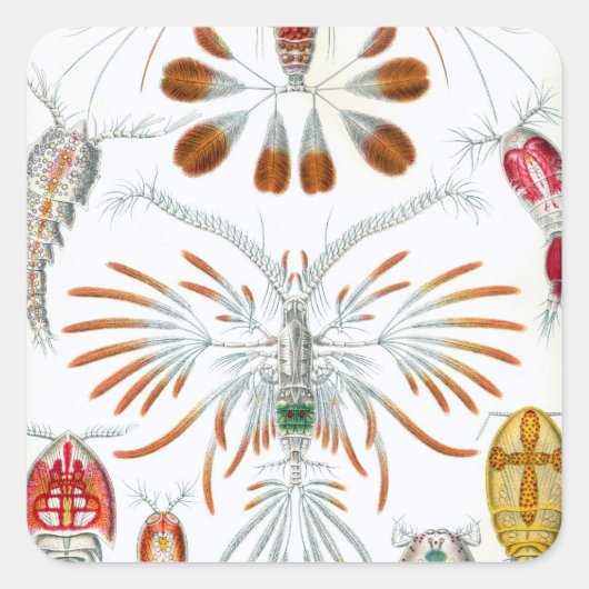 oceaandieren, Copepoda door Ernst Haeckel Vierkante Sticker (Voorkant)