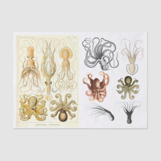  oceaaninktvis - ontkoppelingspagina - Collage Tissuepapier (Voorkant)