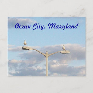 Ocean City Birds Briefkaart