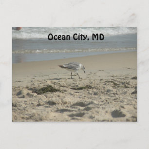 Ocean City, MD Briefkaart