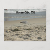 Ocean City, MD Briefkaart (Voorkant)