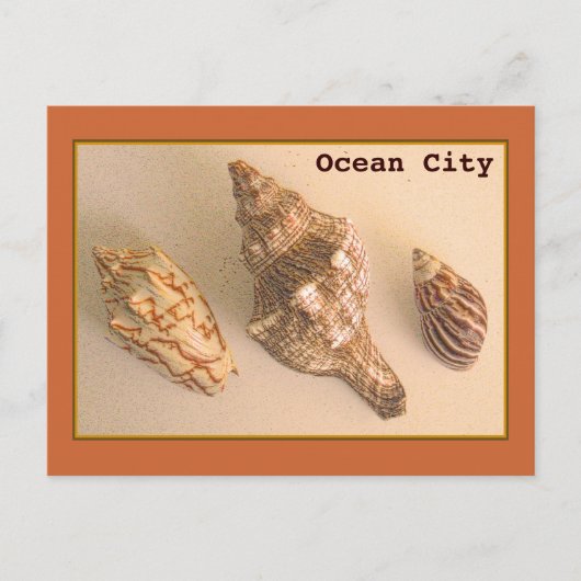 Ocean City Shells Briefkaart (Voorkant)