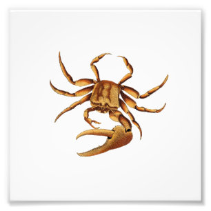 Ocean Crab Zee Beach Nautical Bathroom Print Foto Afdruk