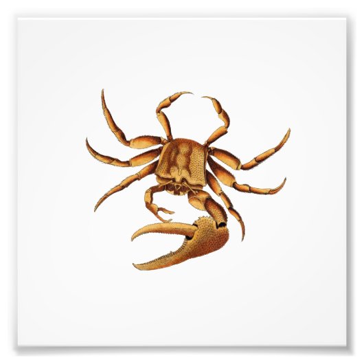 Ocean Crab Zee Beach Nautical Bathroom Print Foto Afdruk (Voorkant)