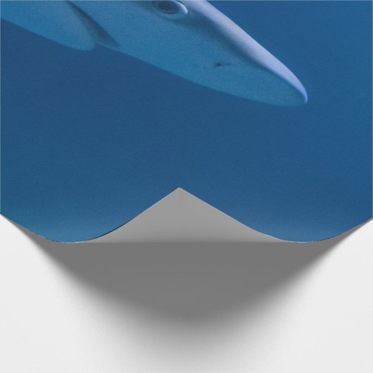 Ocean Creatures Cadeaupapier (Hoek)