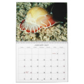 Ocean Creatures Calendar Kalender (Jan 2027)