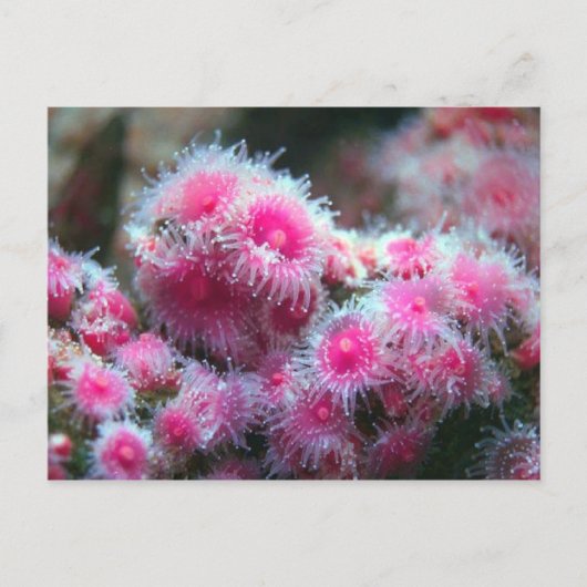 Ocean Flora Briefkaart (Voorkant)