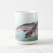 Ocean Geviste Striped Bass Fish Zee Mok (Center)