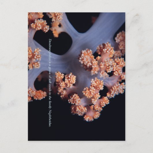 Ocean Herinnering / Zachte Koraal #001 Briefkaart (Voorkant)