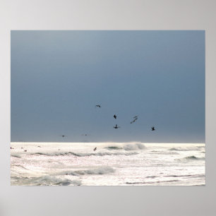 Ocean Horizon met bruine Pelicans Kleur 16x20 Poster