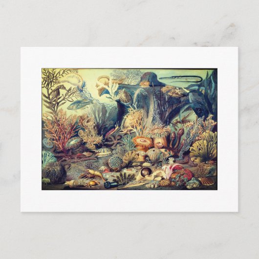 OCEAN LIFE  BRIEFKAART (Voorkant)