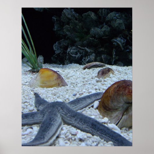 Ocean Life Poster (Voorkant)