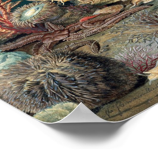 Ocean Life Poster (Hoek)