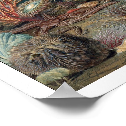 Ocean Life  schilderen met zeeen Poster (Hoek)