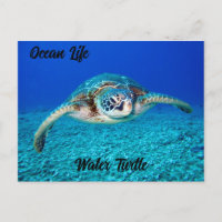 Ocean Life Water Turtle