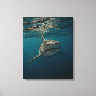 Ocean Predator Stretched Canvas Afdruk