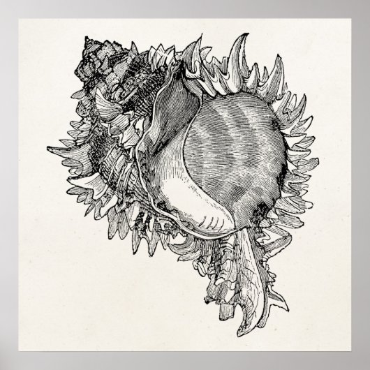 Ocean Seashell Shell Persoonlijke Sjabloon Poster (Voorkant)