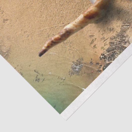 Ocean Seashells op Beach ontkoppeling Tissuepapier (Detail)