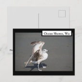 Ocean Shores, Wa Seagull Wings Briefkaart (Voorkant / Achterkant)
