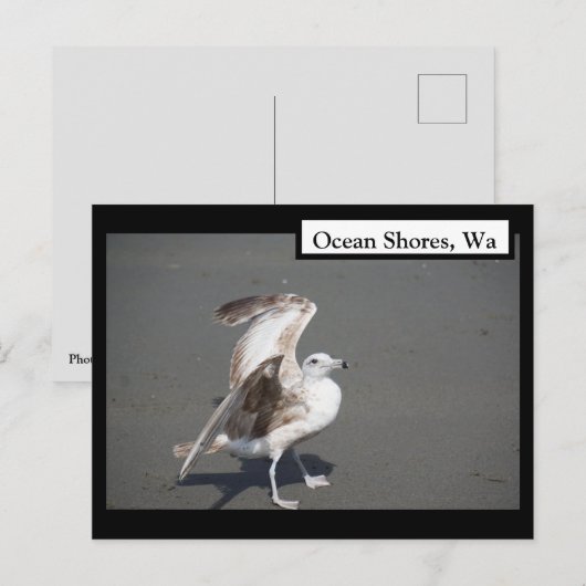 Ocean Shores, Wa Seagull Wings Briefkaart (Voorkant / Achterkant)