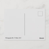 Ocean Shores, Wa Seagull Wings Briefkaart (Achterkant)