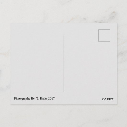 Ocean Shores, Wa Seagull Wings Briefkaart (Achterkant)