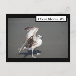 Ocean Shores, Wa Seagull Wings Briefkaart