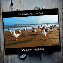 Ocean Shores WA Seagulls Bedelen voor Fries Beach