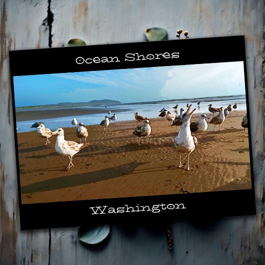 Ocean Shores WA Seagulls Bedelen voor Fries Beach Briefkaart