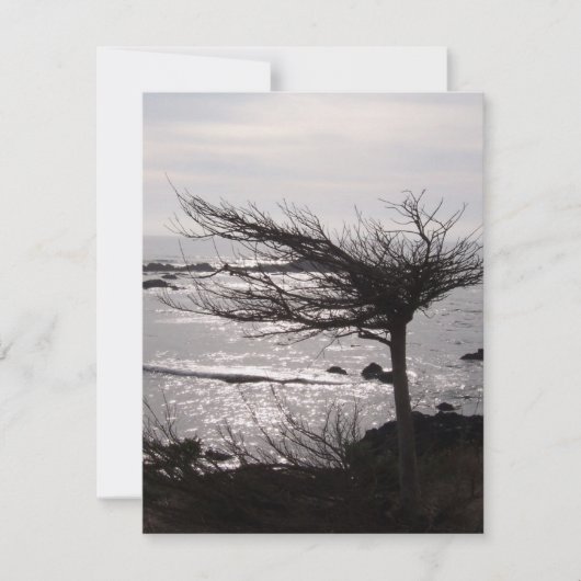 Ocean Tree Bijbel Verse-bemoedigingskaart Kaart (Voorkant)