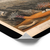 Ocean Zee Anemone marine Life Print (Hoek)