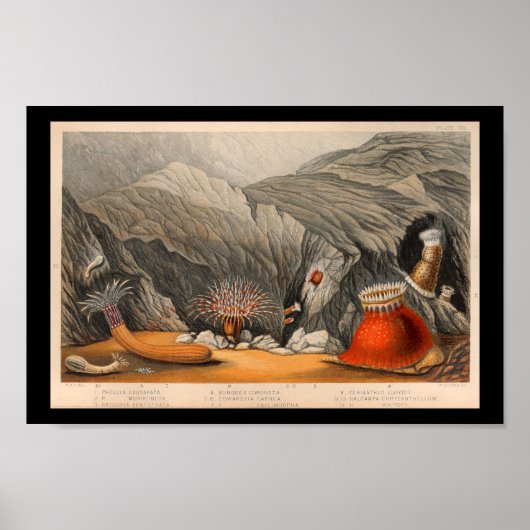 Ocean Zee Anemone marine Life Print (Voorkant)